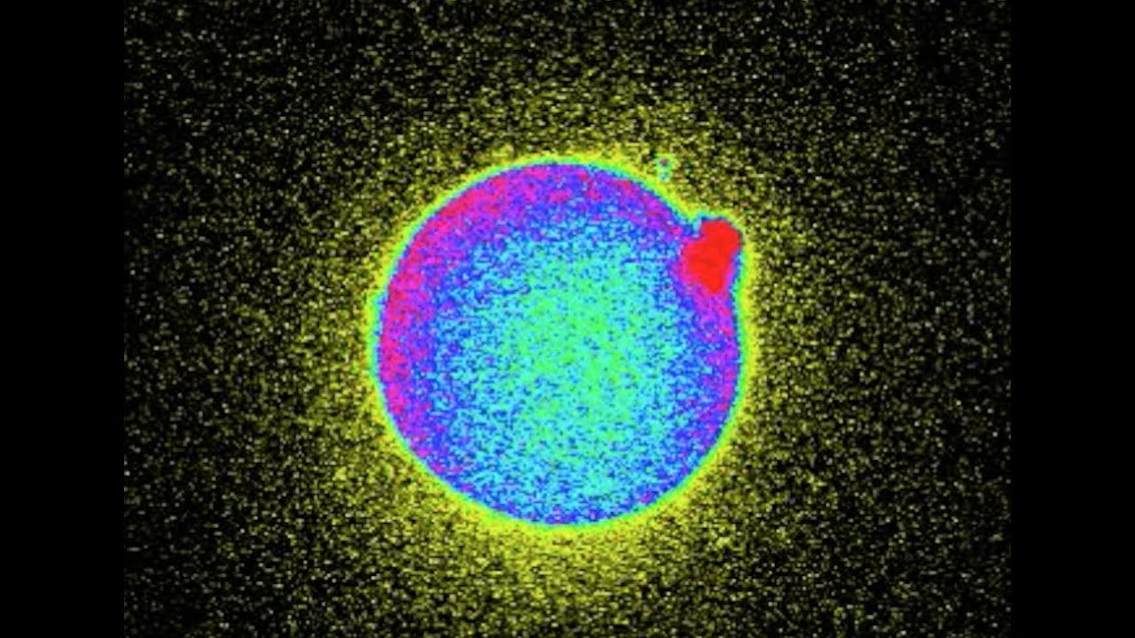 Zinc Fireworks Reveal When Human Egg is Fertilized