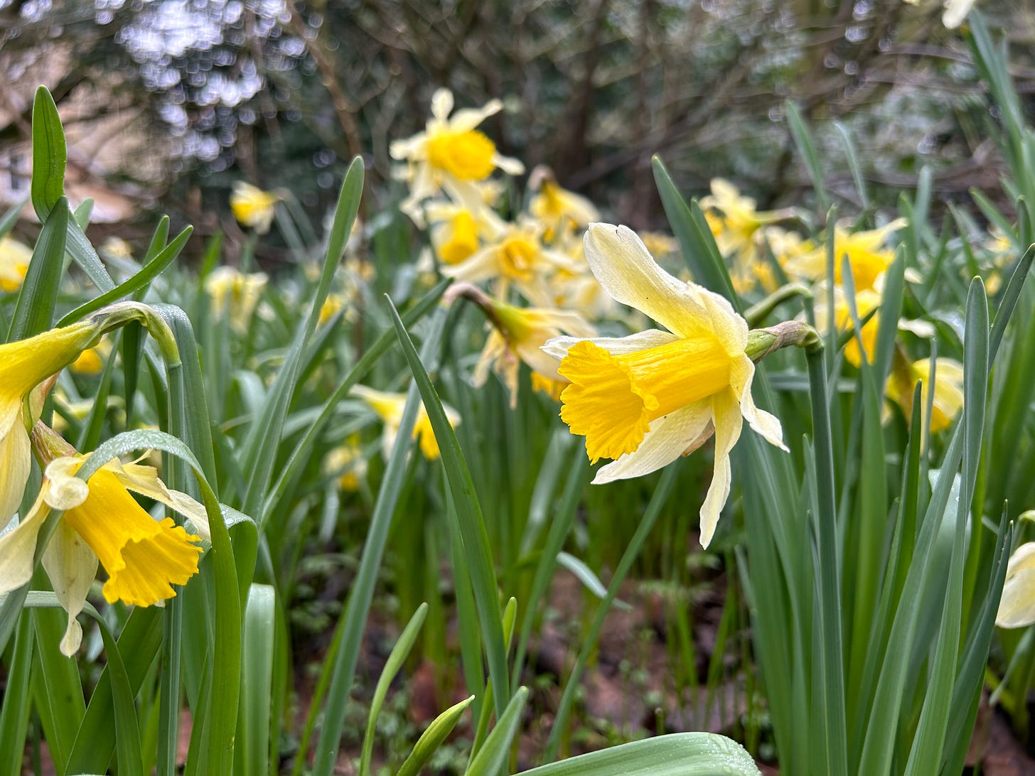 A group of yellow daffodils at The Courts, Holt, Wiltshire. A National Trust property in Wiltshire.