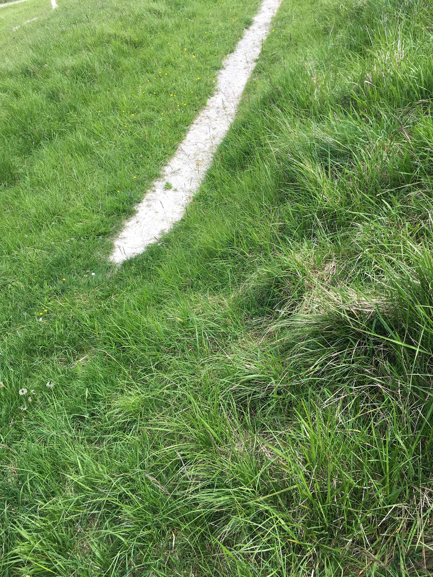A broad line of white chalk in tall grass.