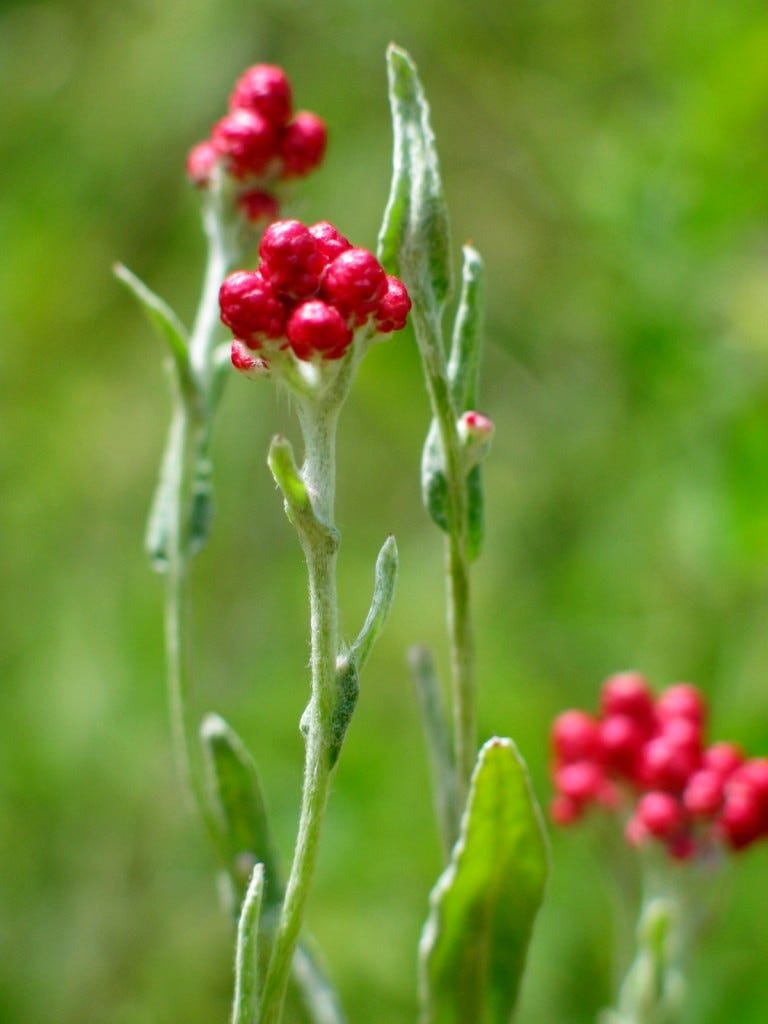 Helichrysum sanguineum - Wikipedia Helichrysum sanguineum - Wikipedia