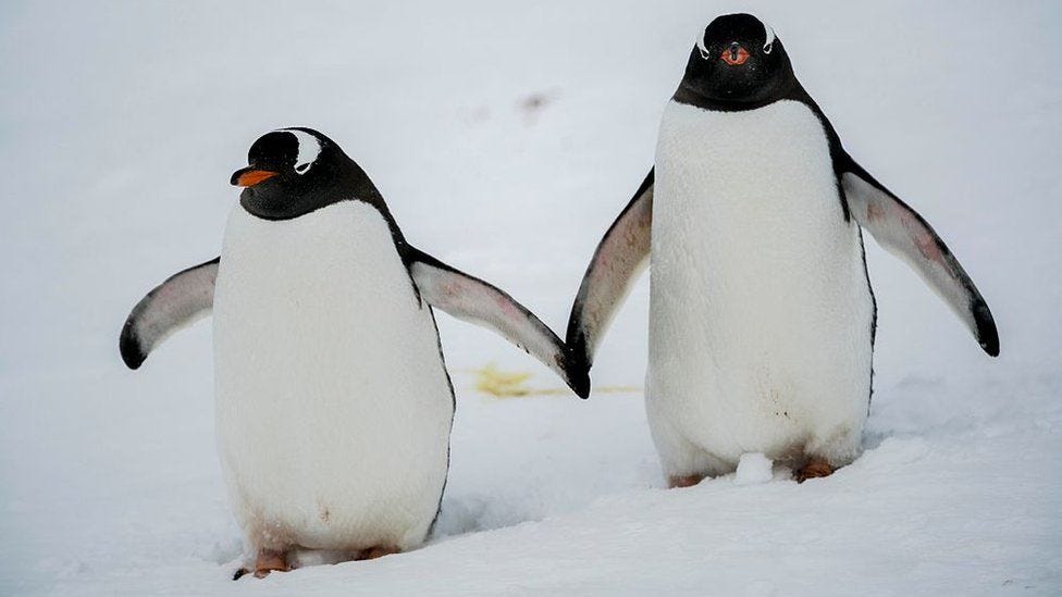 Gentoo penguins are four species, not one - BBC News