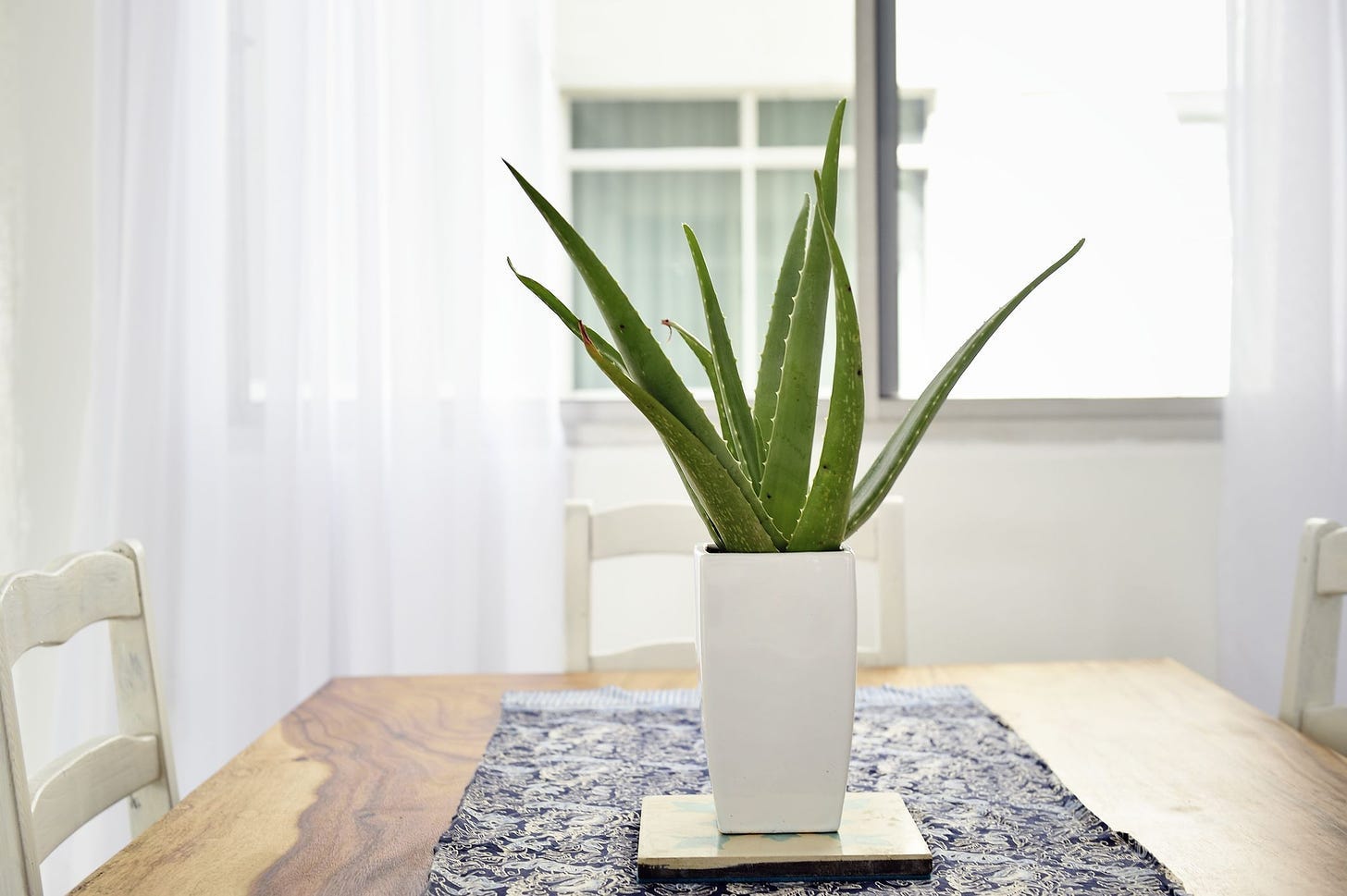 How to Grow and Care for Aloe Vera Indoors and Outside