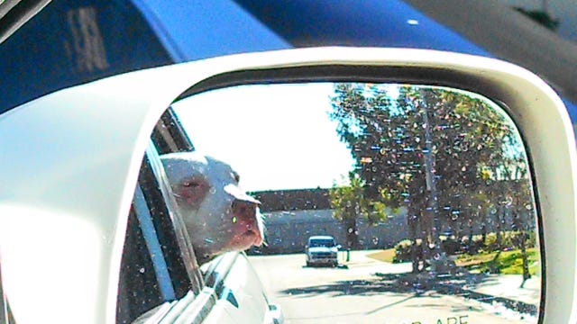 Ruby in car