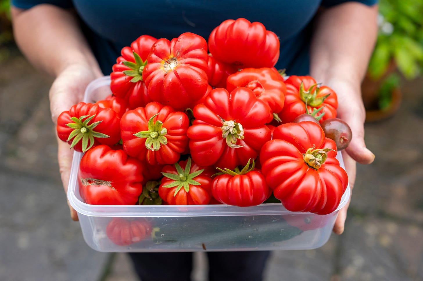 Costoluto fiorentino tomatoes