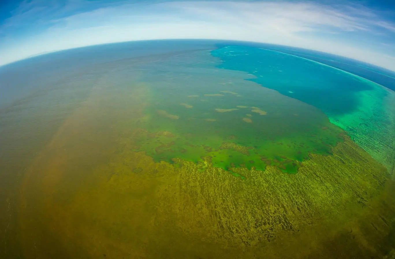 Great Barrier Reef threatened by dirty water from recent floods - Floodwaters thought to contain ...