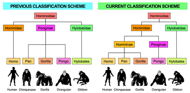 Hominid and Hominin changes" by Lana Williams