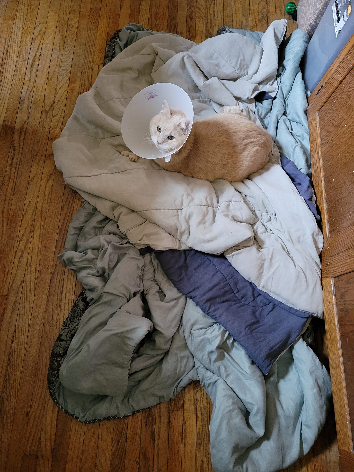 A ginger cat wearing a cone is settled into a pile of blankets on the florr.