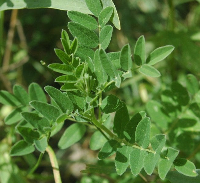 Astragalus mongholicus - Wikipedia