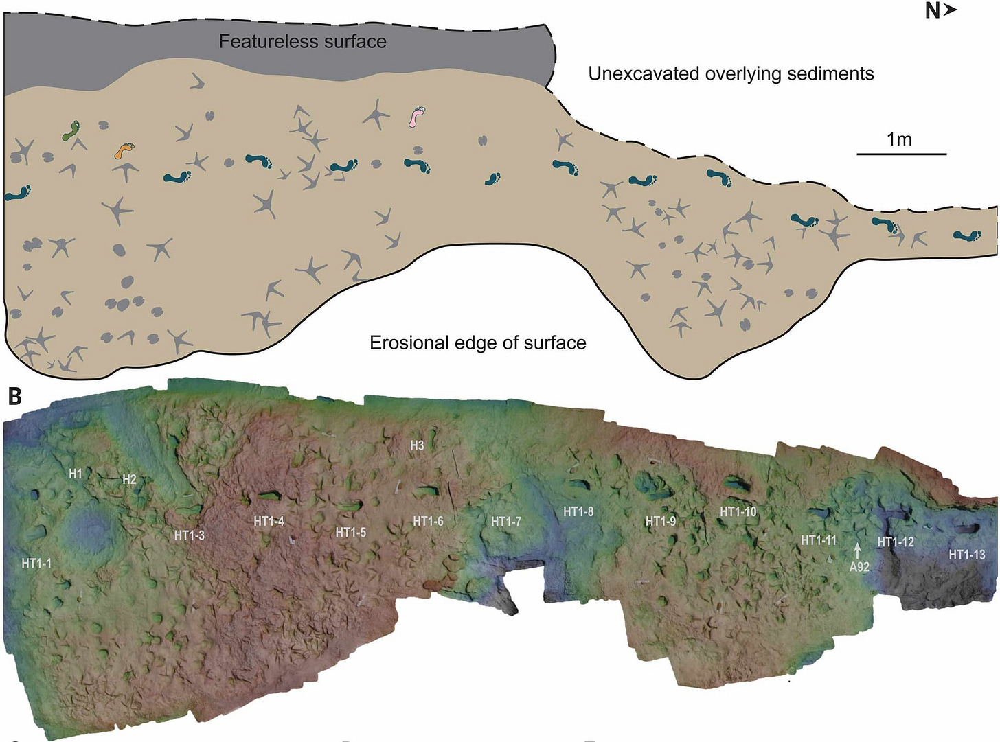 Two images: a map of hominin, bird, and mammal footprints at top, and a 3D false color rendering at bottom. Two images: a map of hominin, bird, and mammal footprints at top, and a 3D false color rendering at bottom.