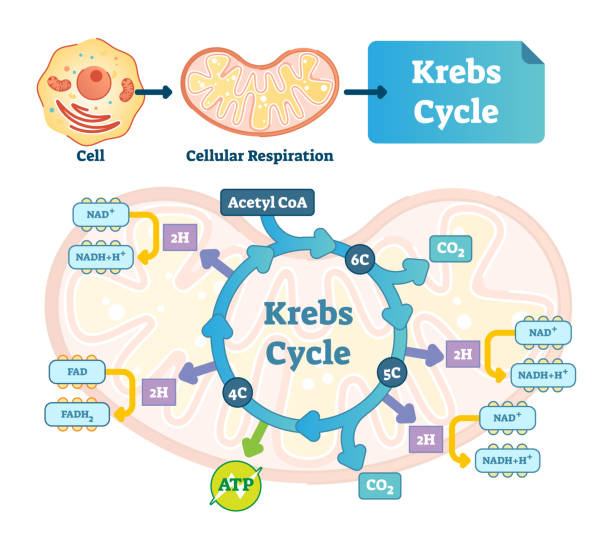 Krebs Cycle