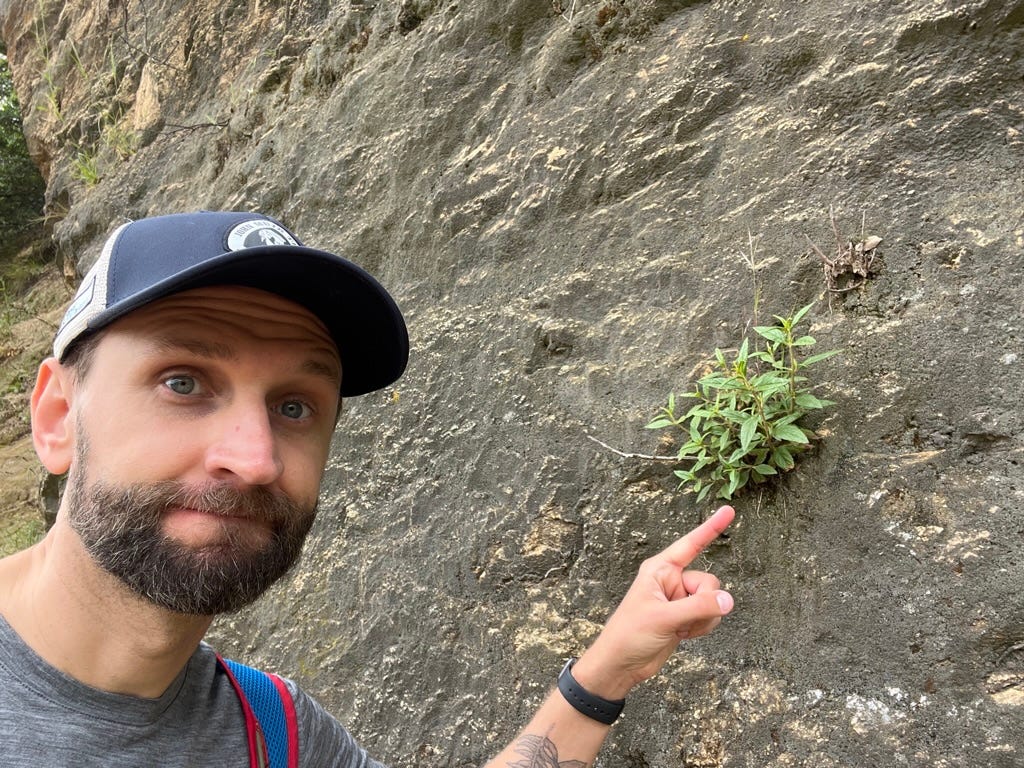 A person pointing at a plant on a rock wall

Description automatically generated with medium confidence