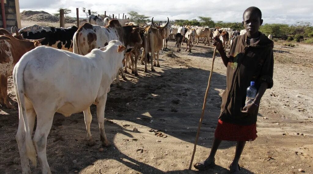 Pastoralists with cattle
