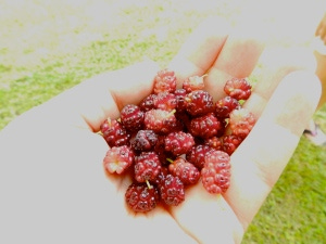 Mulberries