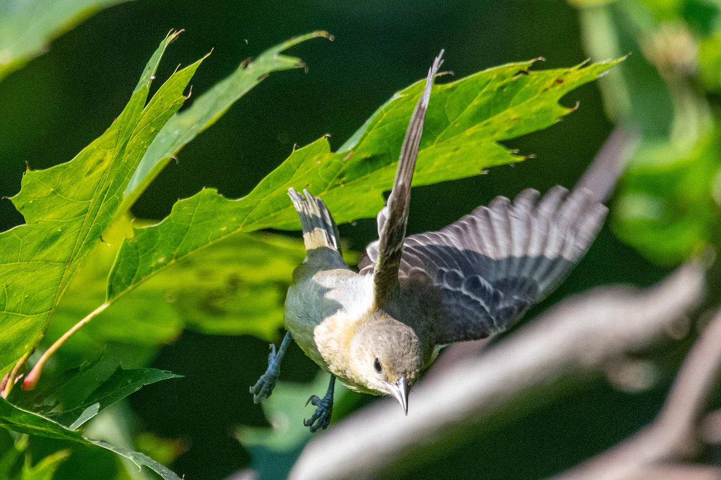 A warbling vireo diving into flight