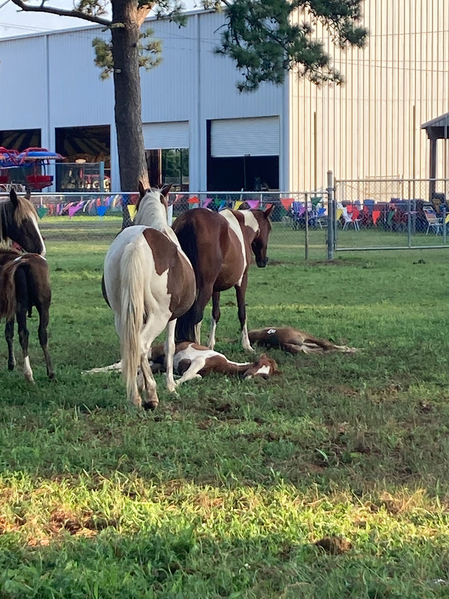 Two mares, backs to the camera, stand over their foals, who are napping the grass. A metal fence and large white building are in the background.