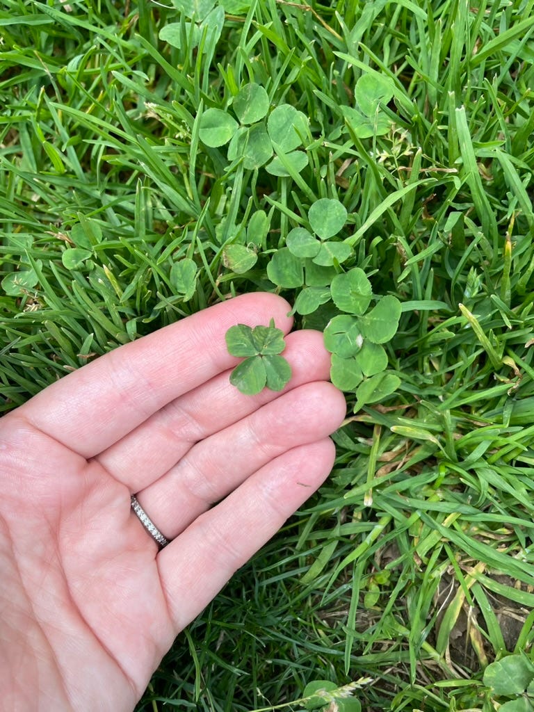 four leaf clover in central park
