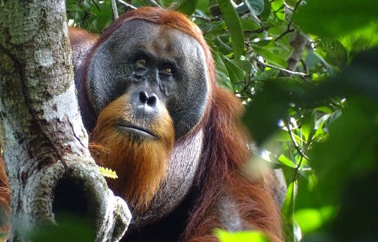 An adult flanged male Sumatran orangutan sitting in a tree.