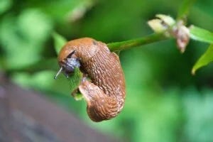 Slug