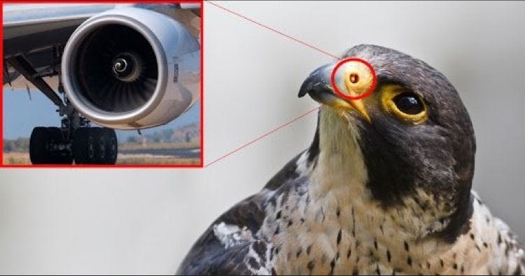 a peregrine falcon and a plane's turbine engine