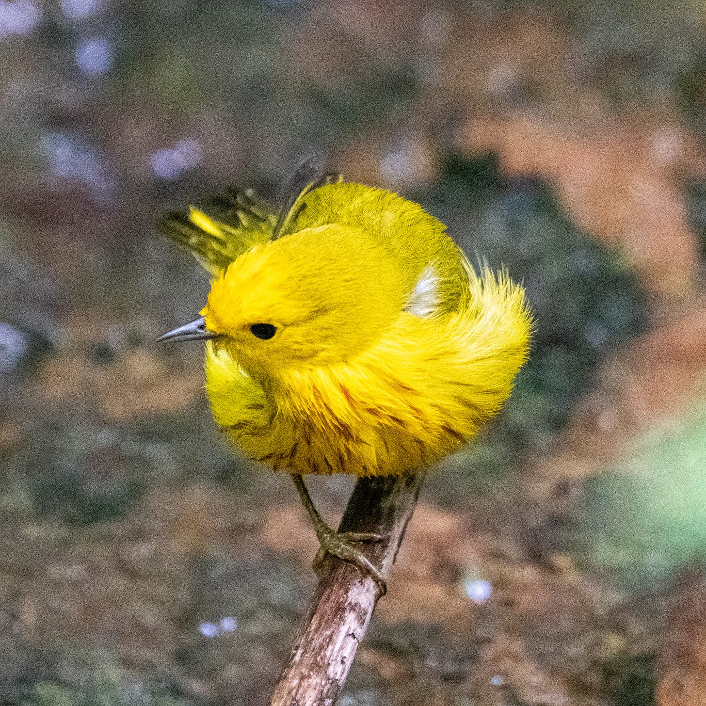 A wet yellow warbler perched on a branch over a creek, its head swiveled to look behind it