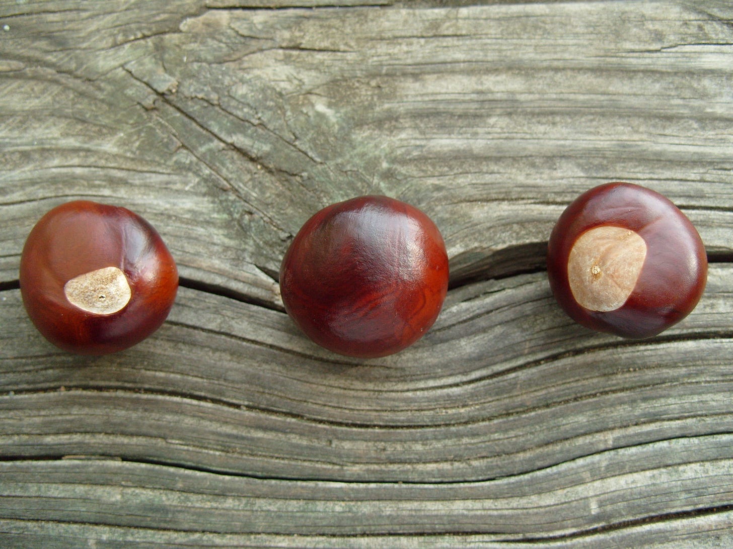 Horse chestnuts