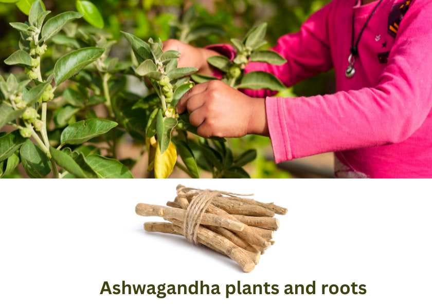 ashwagandha plants and roots