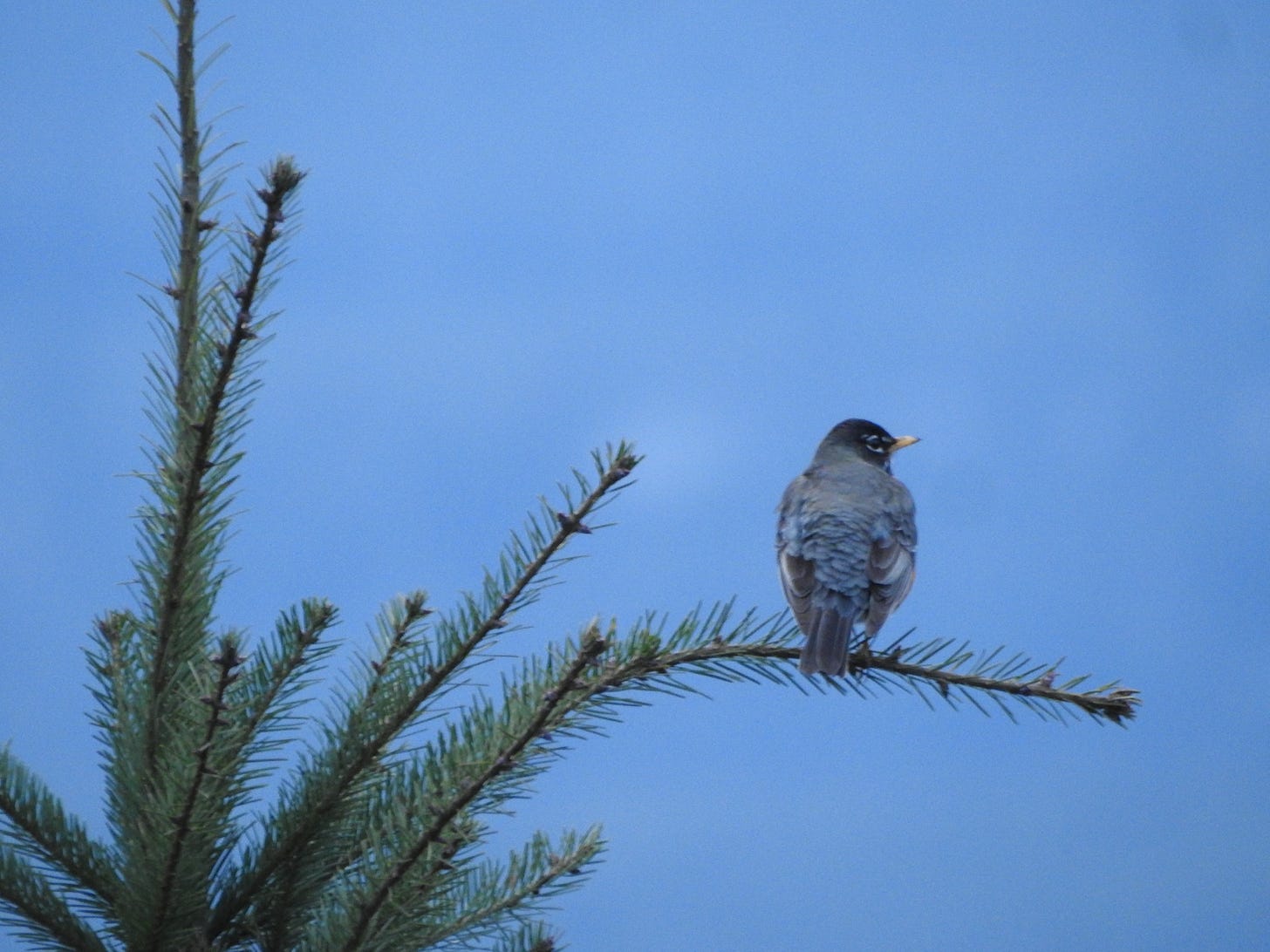An American robin sits on a top branch of a young Douglas fir tree.  The background is a dusky blue sky.