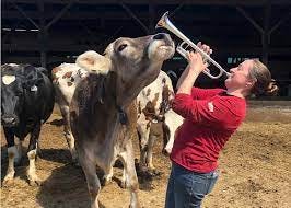 For the Love of Cows and Music | Dairy Herd