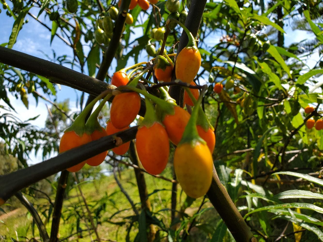 Solanum aviculare [ripe fruit - Mt. Annan] 20230102_150144 sml.jpg