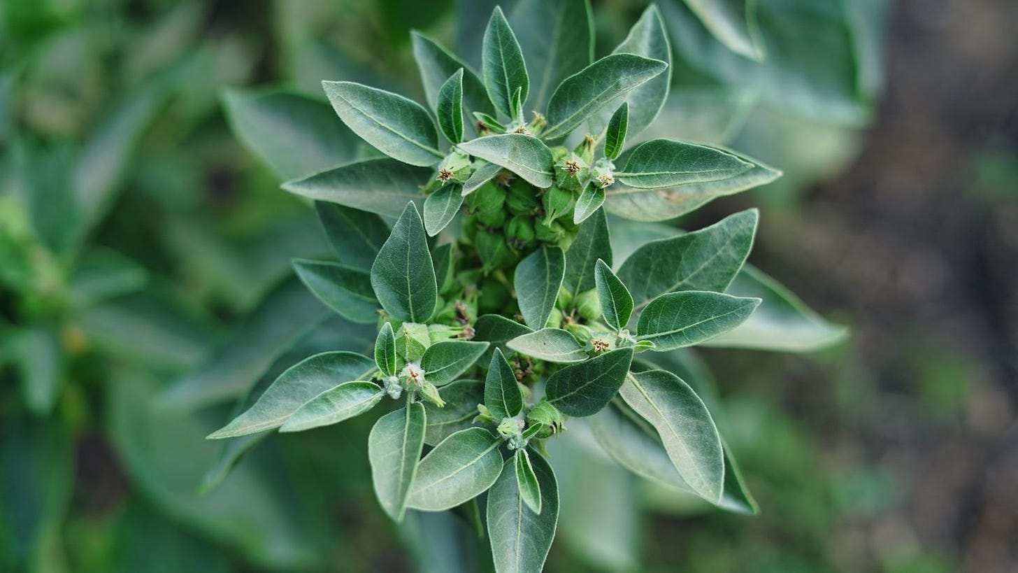 Uses, Benefits, and Growing Ashwagandha — Sacred Blossom Farm