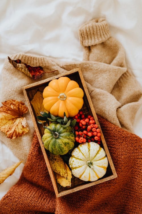 Free Tray of Pumpkins on a Knitted Sweater  Stock Photo