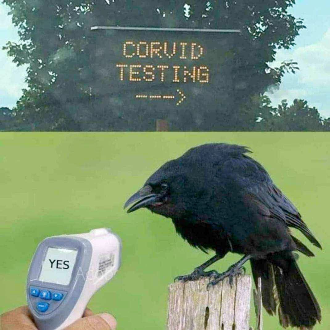 The top image is a digital road sign that says “CORVID TESTING” with an arrow pointing to the right. The bottom image is someone holding a device that’s registering “YES” aimed at a raven bird, also known as a corvid.