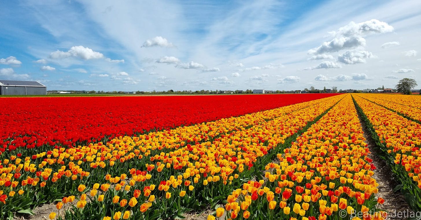 Tulip field near Keukenhof in Netherlands