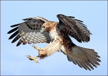 Redtail hawk in flight, talons ready.