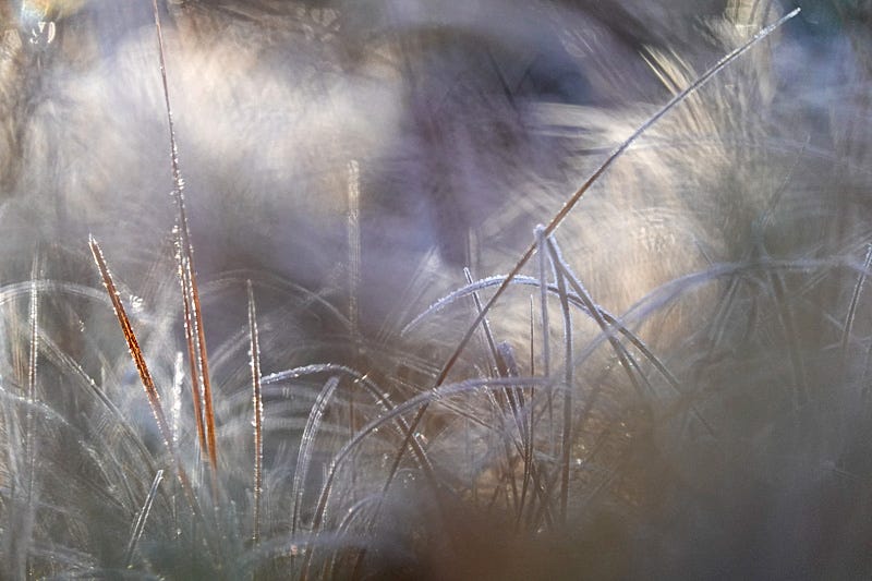 Grass like blades of sedge carry frost in the afternoon 