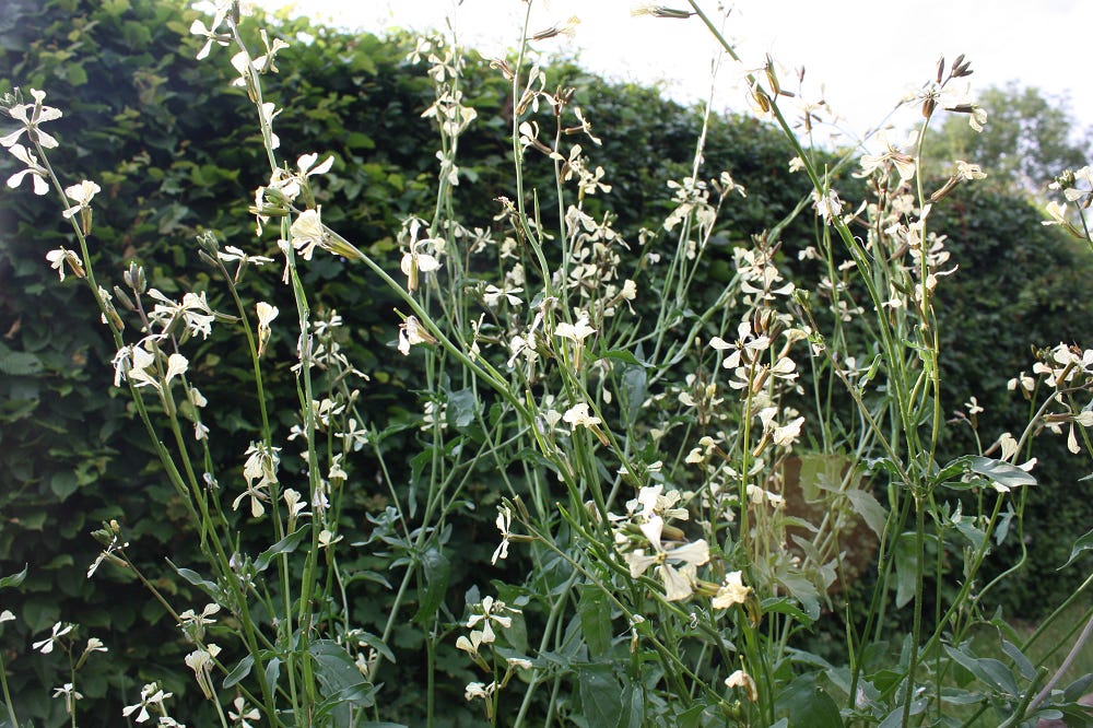 A tangle of stems with white flowers.