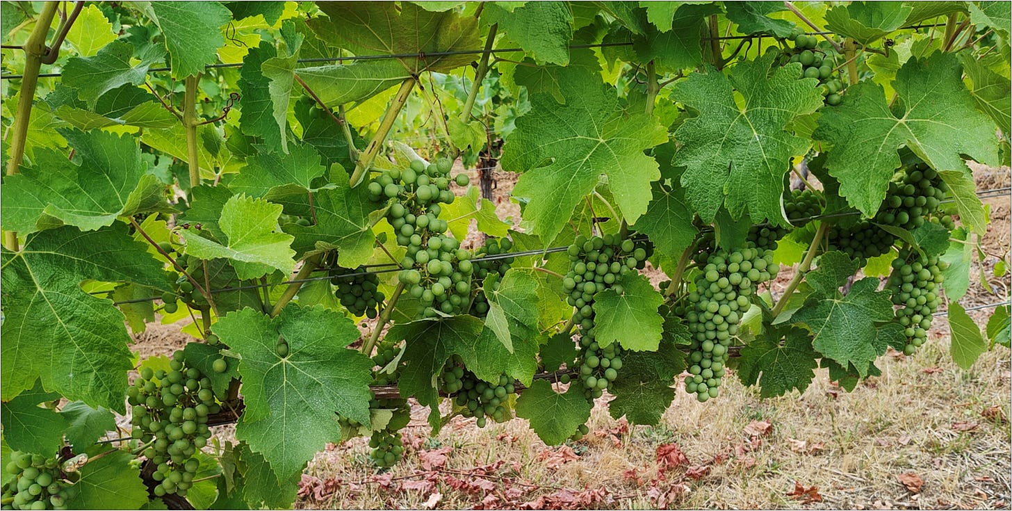 Pinot Noir bedangled along the vine - incognito, Vintage 2024, Amalie Robert Estate.