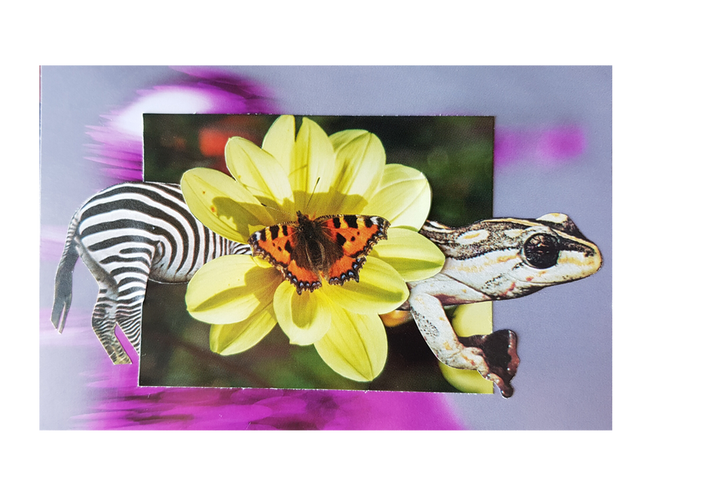 A cut out collage of a zebra mixed with a frog with a yellow flower at the centre and a butterfly landing on the flower.