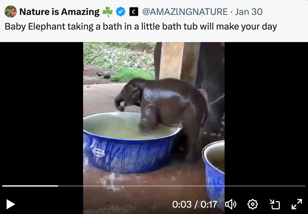 Video of a baby elephant taking a bath
