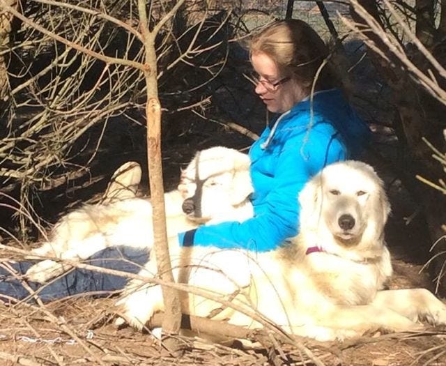 A woman in a blue jacket has two large white dogs lying in her lap.