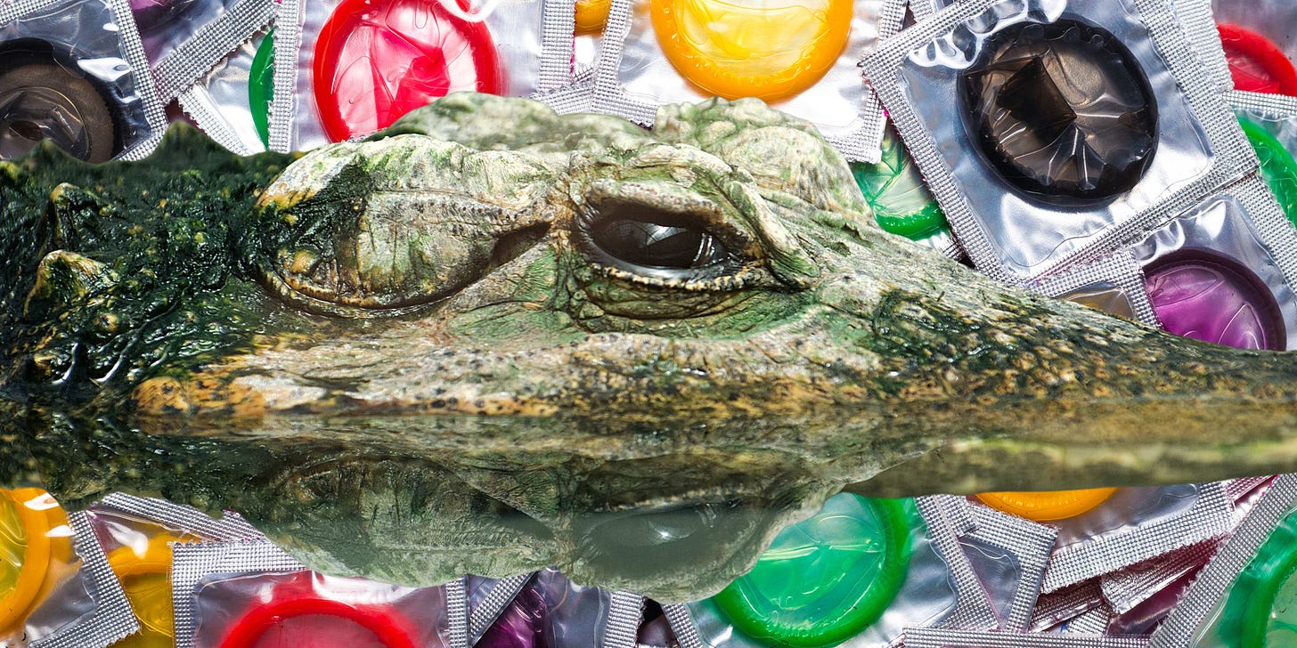 A crocodile floats through a background of colorful condoms in wrappers