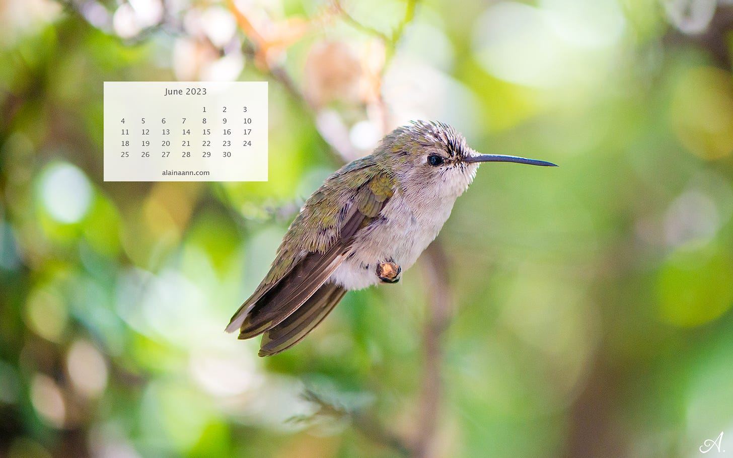 Close-up of a baby hummingbird perched on a small branch. A simple calendar overlay for the month of June is in the left corner.