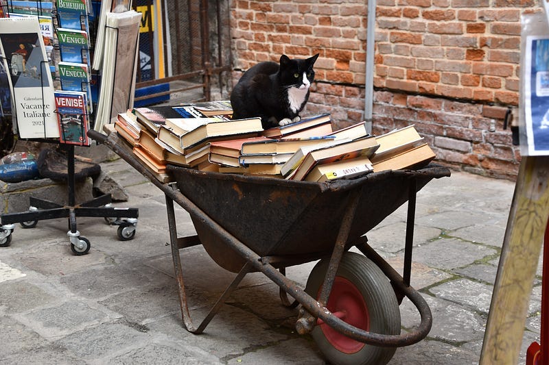 black and white cat on top of a wagon filled with books