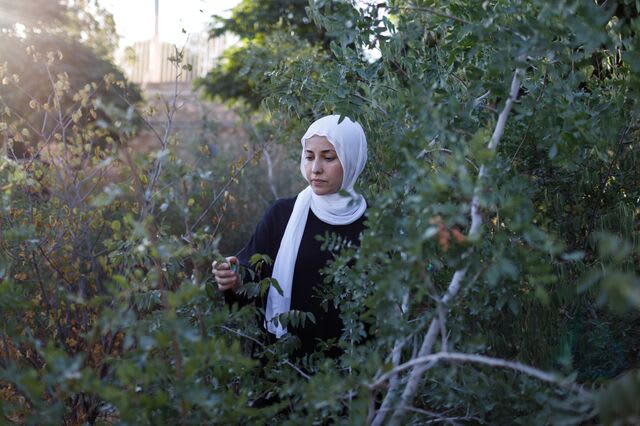 Deema Assaf inspects native plants in a 2-year-old mini-forest in the Marka neighbourhood of Amman, Jordan, on Aug. 6.