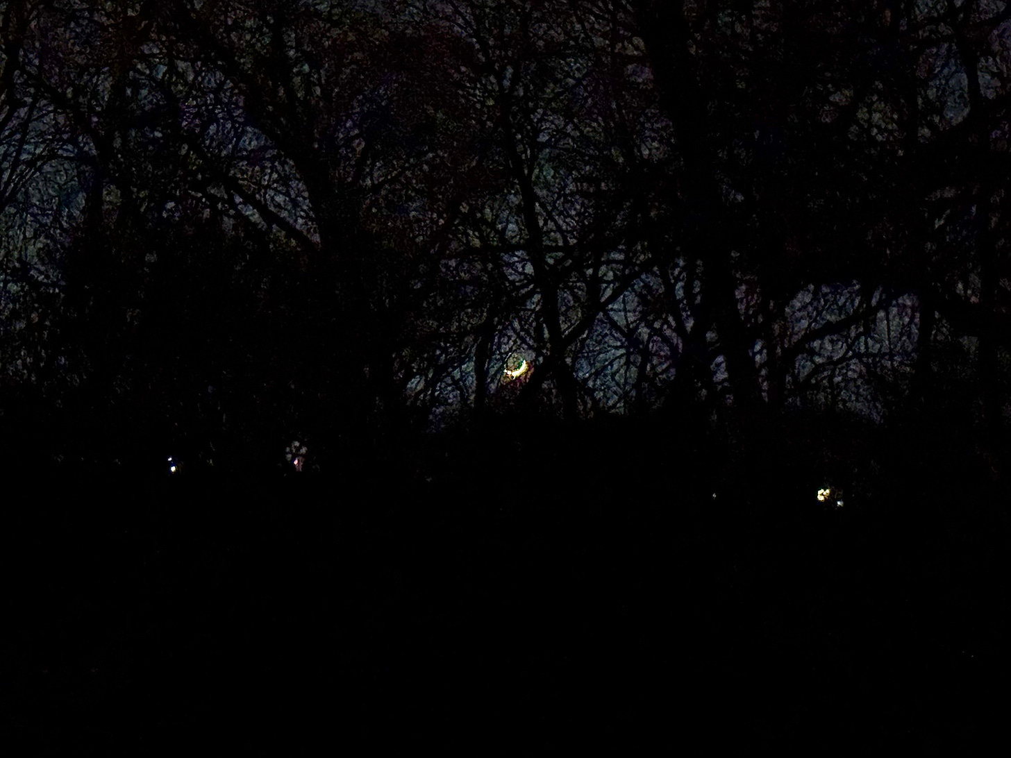 Crescent moon low in the southern sky, visible through bare branches of the urban woods