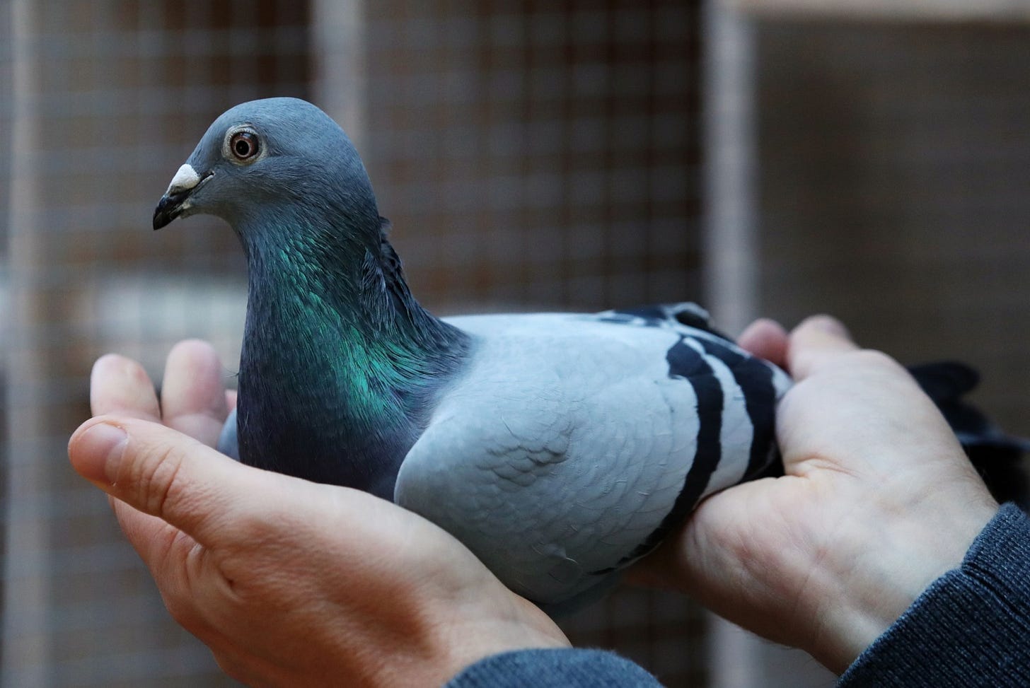 Meet New Kim: The Pigeon Sold at a Whopping $1.9 Million | Science Times