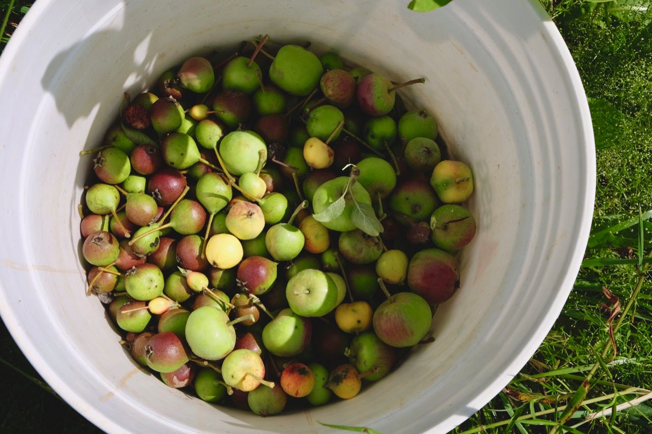 Fruit thinning in the orchard in Waitsfield, Vermont