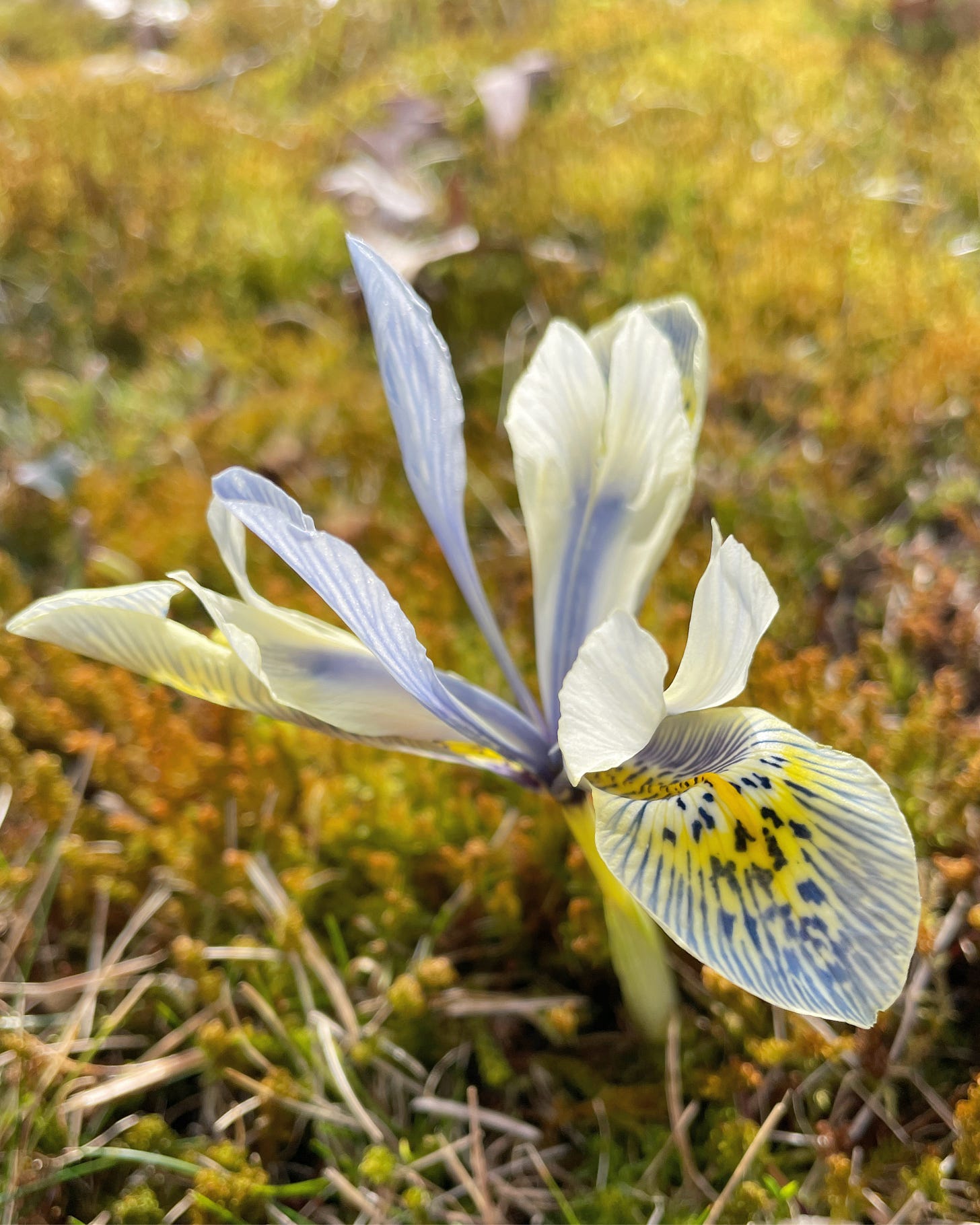 Early Iris ‘Katharine Hodgkin’ benefits from the mow that the Birch Walk gets in October so that she can shine on the first warm days of winter/spring.