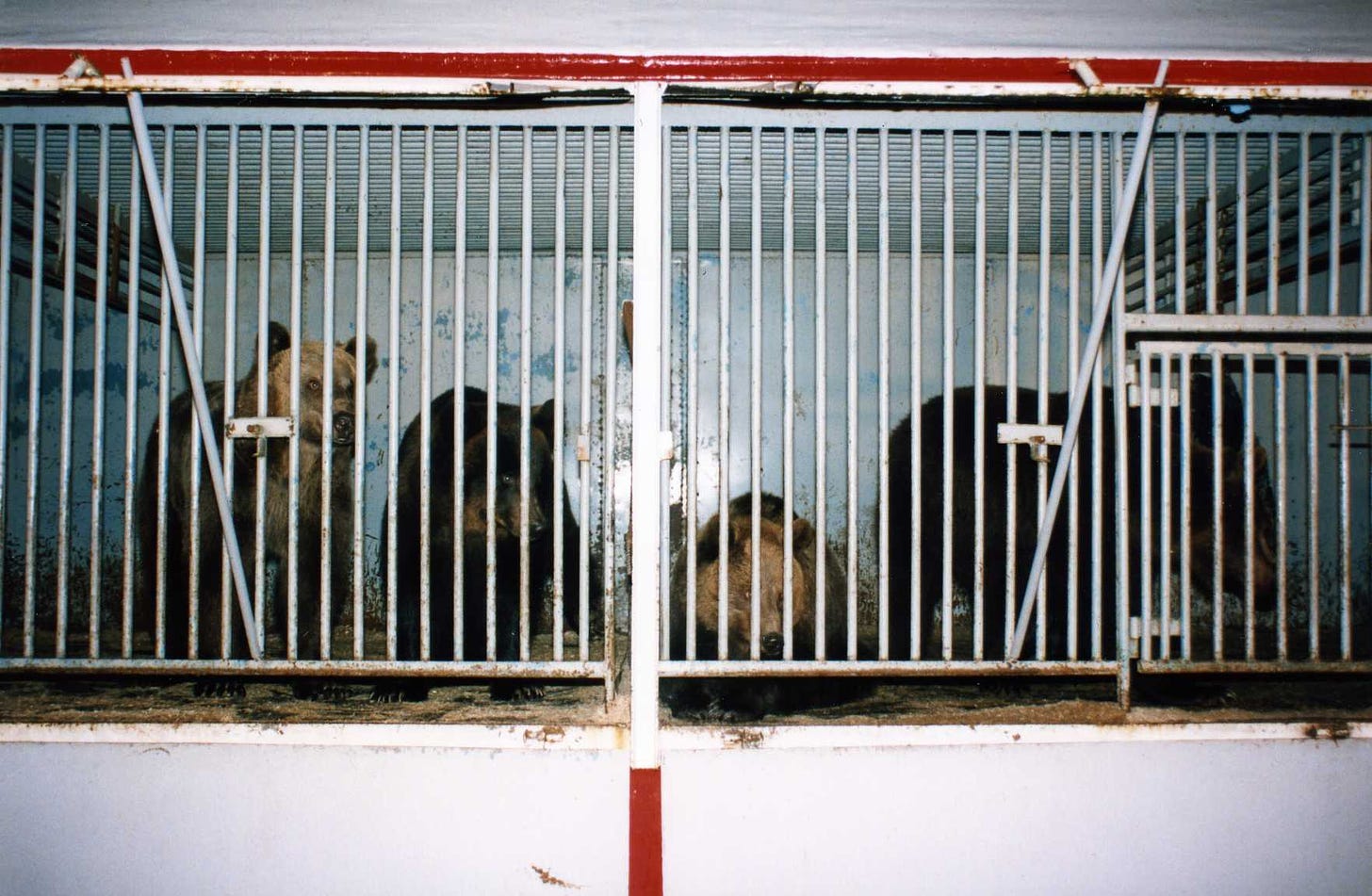 Circus bears in cages