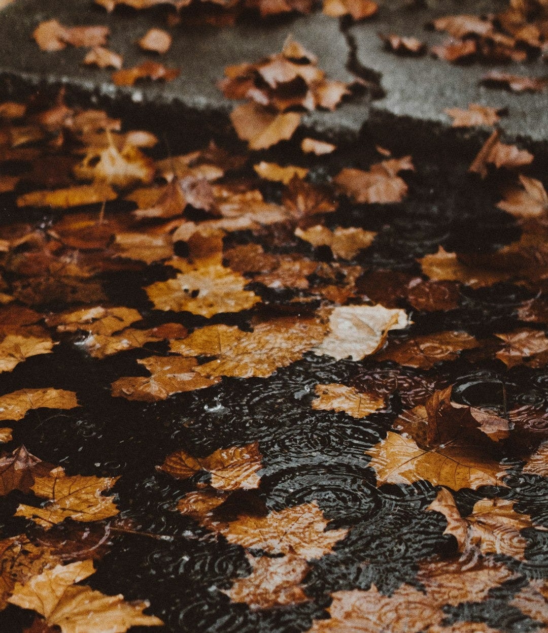 water ripple with maple leaves